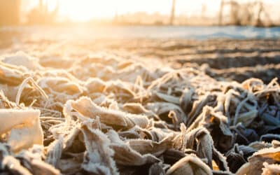 Trick or Treat: Unpredictable Winter Weather